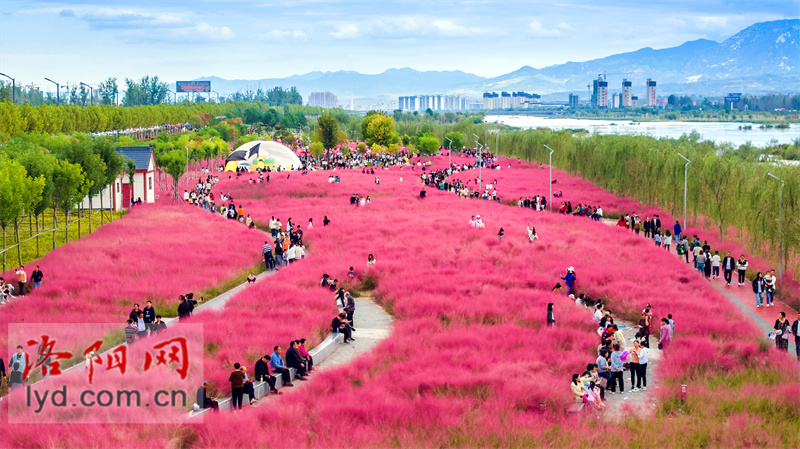 洛宁县：粉黛花开洛河畔 乡村旅游正当时