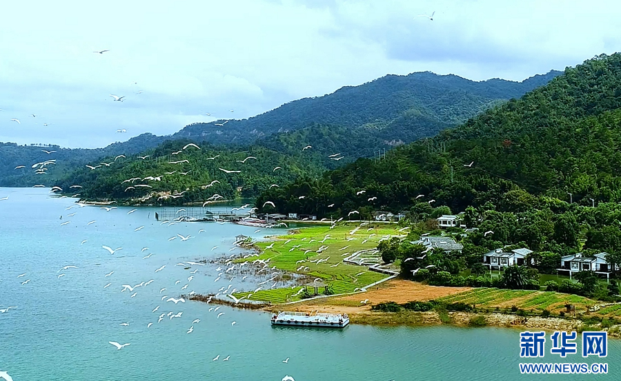 直播大湾区｜“湖之精灵”飞来 让万绿湖更加灵动